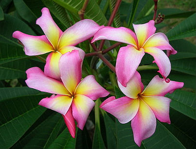 (image for) Plumeria Seeds Pink Lady (6 Seeds)